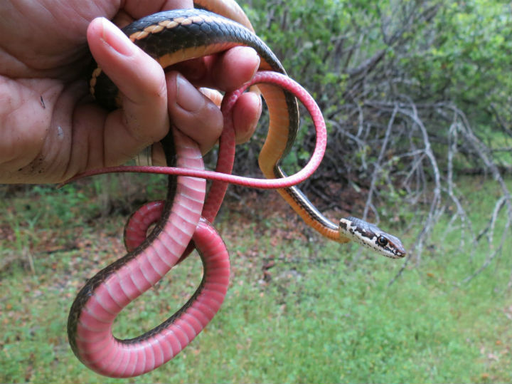 California Striped Racer